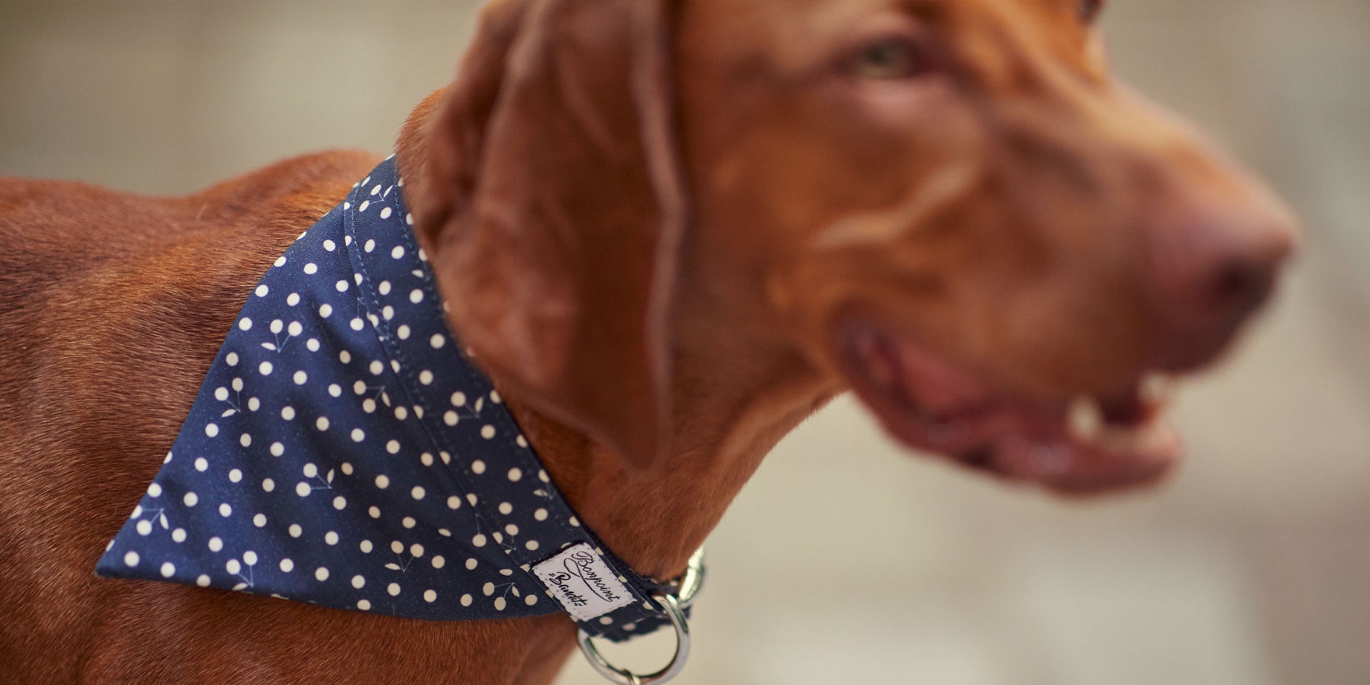 ペットアクセサリーをつけた犬の画像